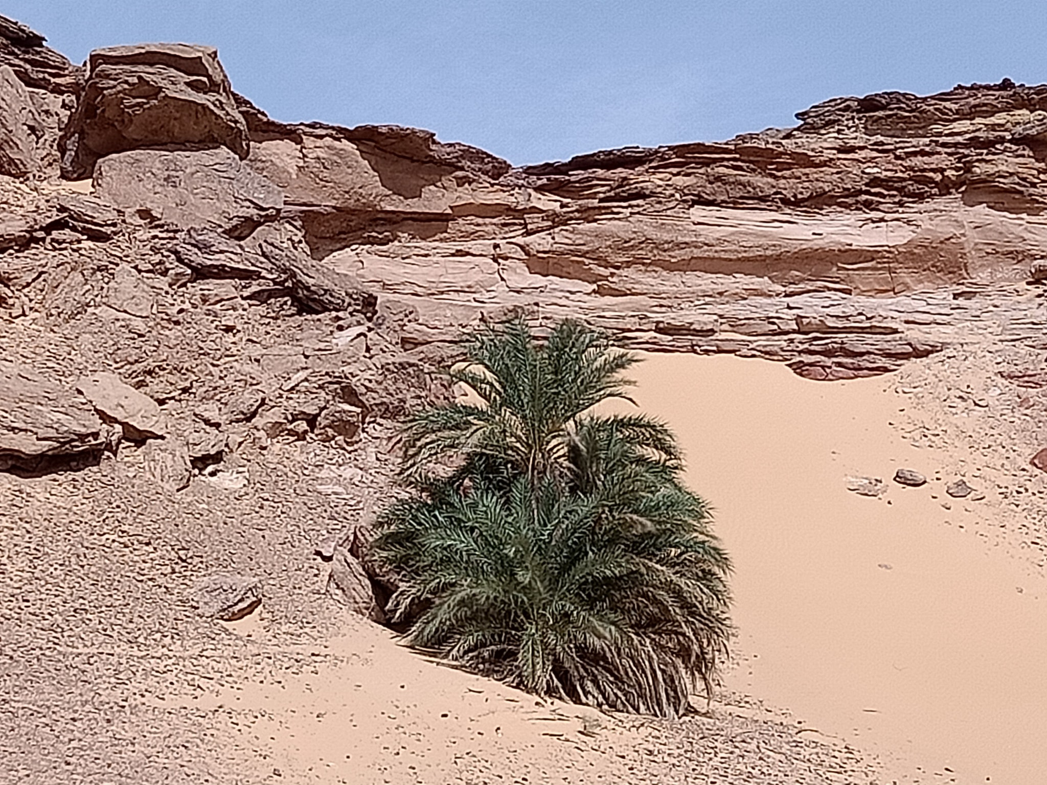 قصر فاعون 9